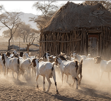 Devastating drought grips Kunene … as farmers, IREMA fight on