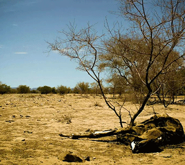 Kunene welcomes communal land plan