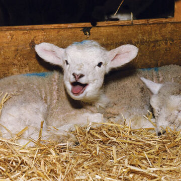 A guide to rearing orphaned lambs