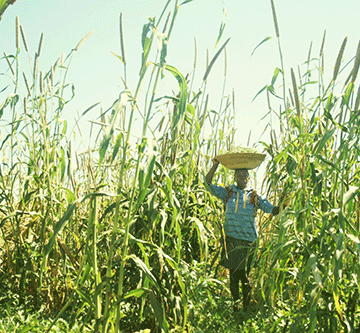 Utilising land effectively for agriculture