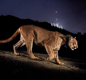 MET puts down terrorising lion