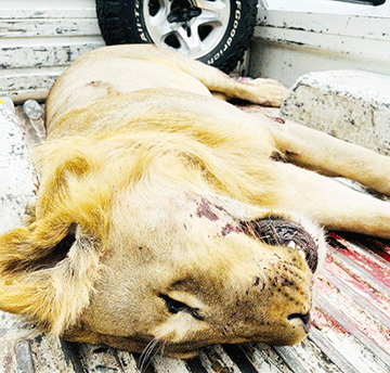 More Zambezi lions on the loose