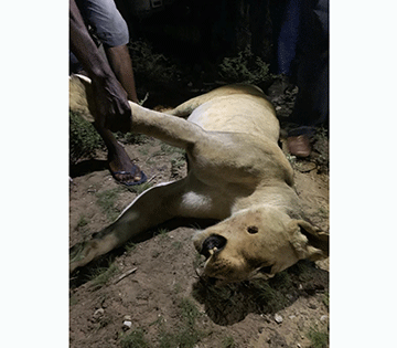 Etosha’s weak fence endangers lives