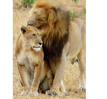 Escaped lion attacks Zambezi man