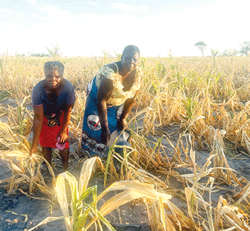 Locusts destroy Zambezi crop fields