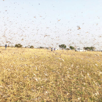 Ministry readies to fight invading locusts 