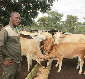 44 cattle die of lung disease  