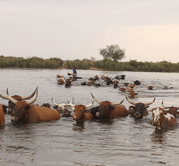 Lungsickness outbreak in Kavango West …ministry imposes animal movement restrictions 