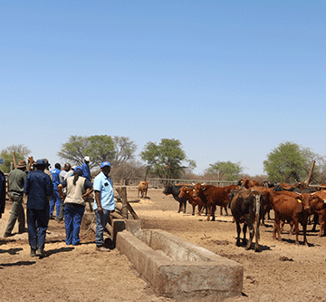 Cattle ranch improvements visible