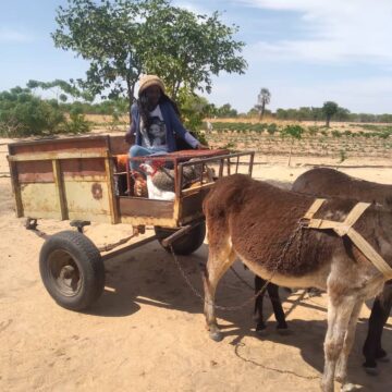 Conquering agricultural challenges on a donkey cart