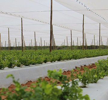 Namibia needs to produce own seeds 