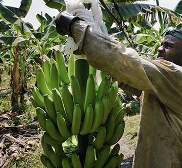 NAB, AvaGro to develop banana industry …as import bill hits N$57 million