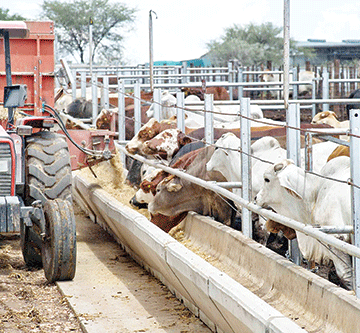 Cattle exports remain on upward trajectory… abattoirs to absorb more in 2024