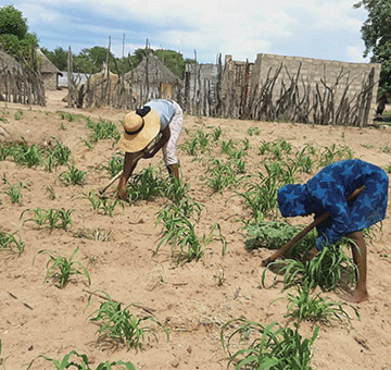 //Kharas farmers jubilant after good rains