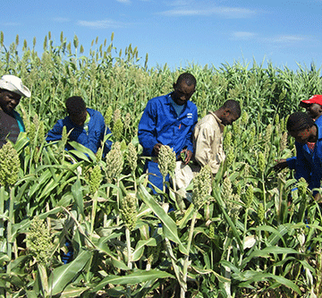 Nuclear techniques helping Namibian farmers