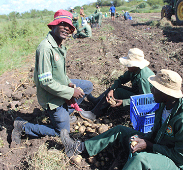 NYS achieves major potato harvest at Rietfontein 