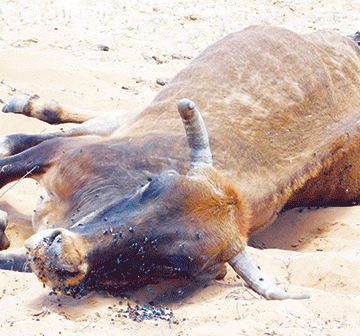 Omaheke farmers lose cattle, residents face starvation due to drought