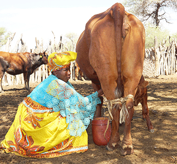 Ombu Village: The pulse  of the Ovaherero culture