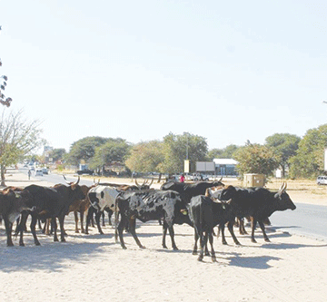 Opuwo issues warning  on roaming livestock