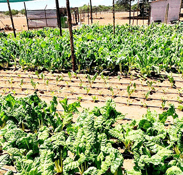 Transforming lives through gardening