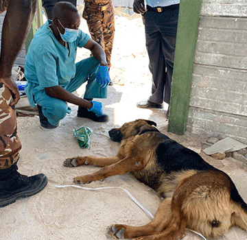 Oshakati guard dies after dog attack