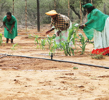 Thriving Otjimanangombe garden feeds families