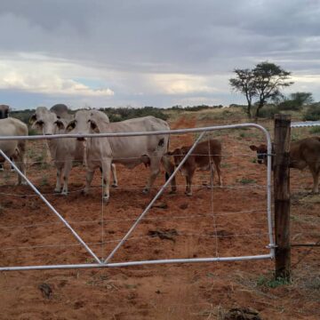 Communal farmer thrives on small stock  …Kanguatjivi’s love for sheep, goats pay off