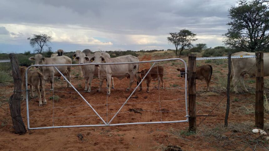 Communal farmer thrives on small stock  …Kanguatjivi’s love for sheep, goats pay off