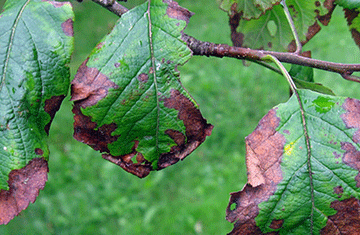 How to control common crop diseases