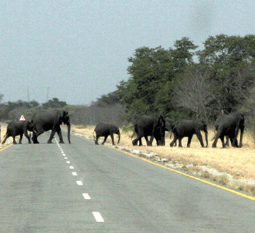 Govt pays N$24 million in wildlife damages