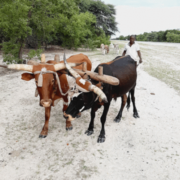 Farmers bemoan high cost of ploughing