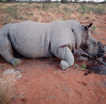 Poaching rife around farm Uitkoms