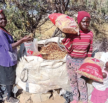 Pod thieves upset collectors