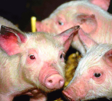 Pork import restrictions to counter viral outbreak