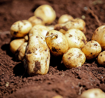 Hybrid potatoes a game changer in Namibia