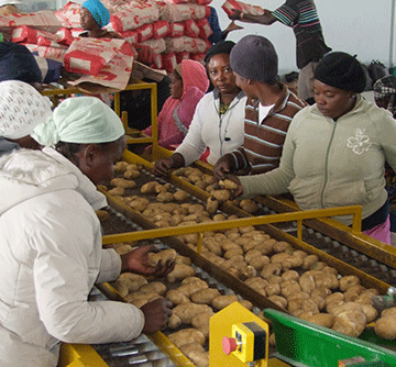 Agriculture – Local potato and carrot shortages impact prices