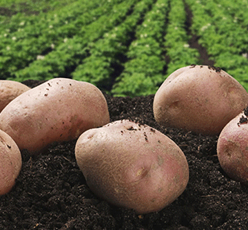 Local farmers encouraged to grow potatoes