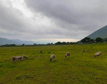 Strategic farming under microscope