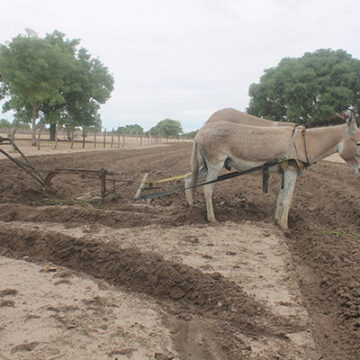 Worried farmers look to the skies