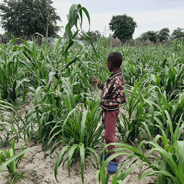 Farmers hope for bumper harvest 