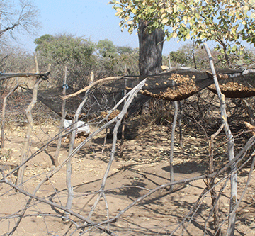 Indigenous plants should benefit locals – Shifeta