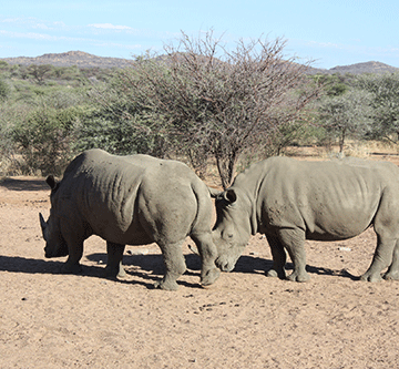 Govt issues rhino export permits 