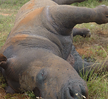 Uulunga woompanda wa vuka