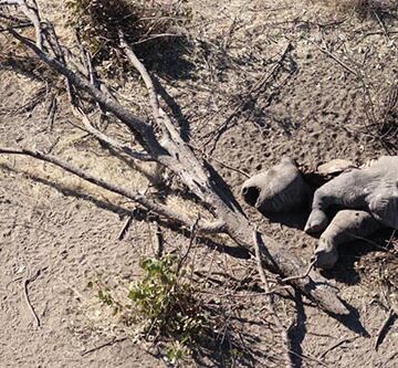 11 rhinos poached in two weeks