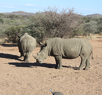 Namibia agitates for rhino hunting