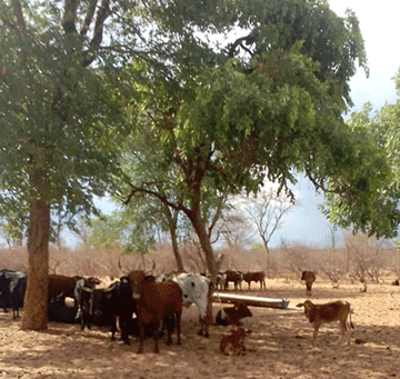 Rural water officials allegedly ask bribes to fix community borehole