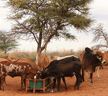 Uutoni calls for reduction on  agricultural reliance …as land tenure system remains a prohibitive factor