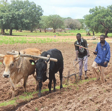 Transforming rural areas through agriculture