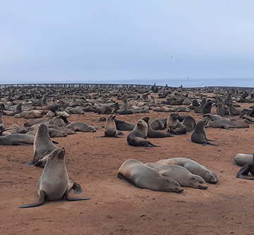 Namibia puts 86 000 seals up for culling
