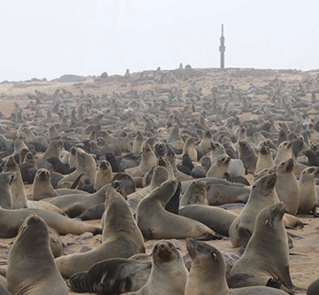 Conservationists vow to save seals